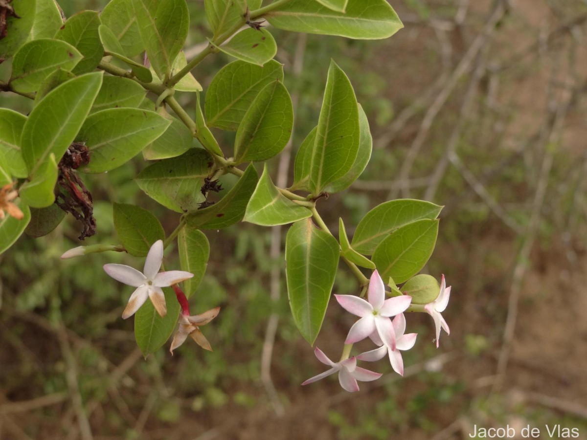 Carissa spinarum L.
